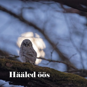 Heliplaat: "Hääled öös"