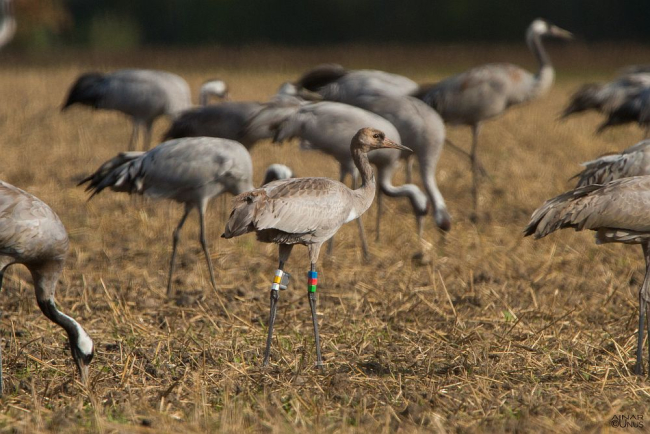 Juvenile crane from this year  with transmitter 