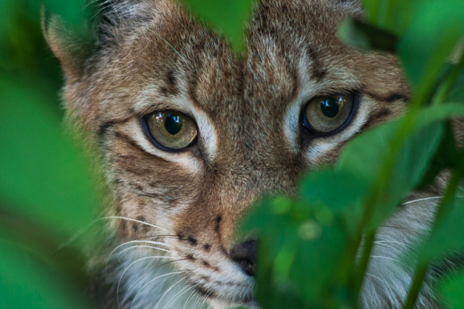 Ilves Lynx Lynx