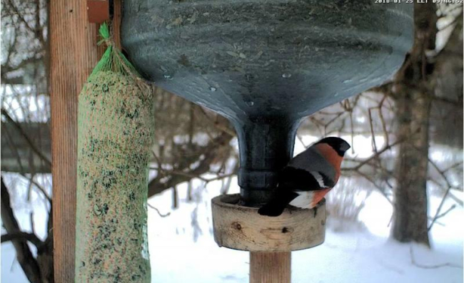 Bullfinch
