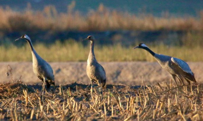 Crane „Loode“ (centre) in winter quarters in Spain