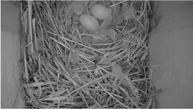 The second egg this morning…