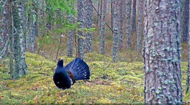 Capercaillie cock in the lek area at 6 o’clock in the morning