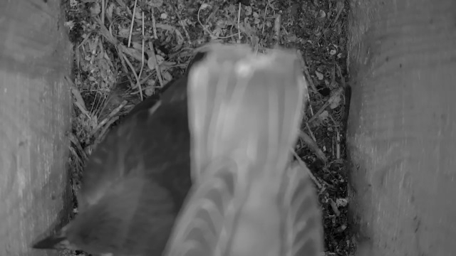 In the morning two starling chicks left the nest box