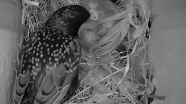 Early morning feeding