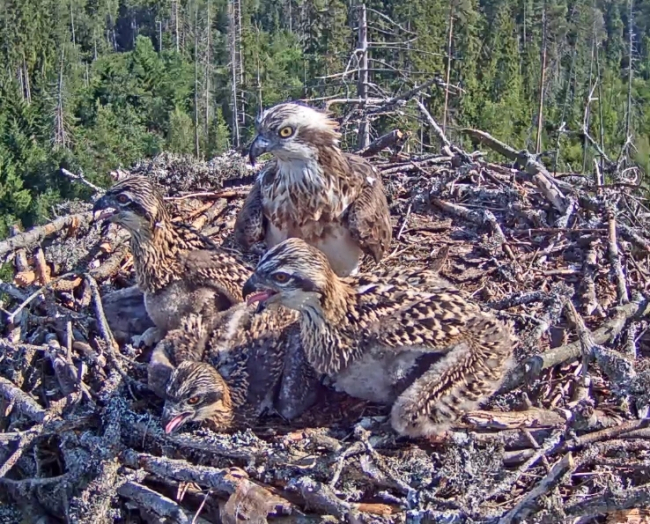 Family awaits the arrival of the male with hunting prey
