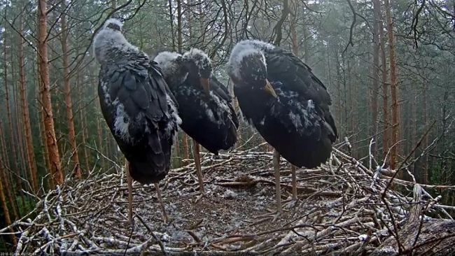 Early morning grooming
