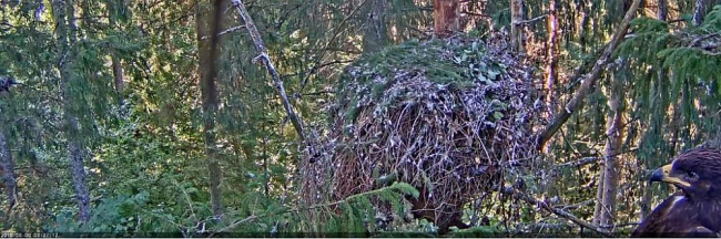 The young spotted eagle has  chosen a place next to the web camera