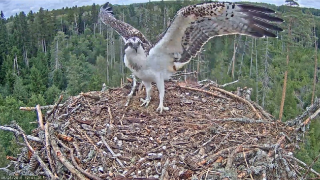 Young osprey Jaak arrived in the nest without the plastic leg ring that had been tangled in the claws…