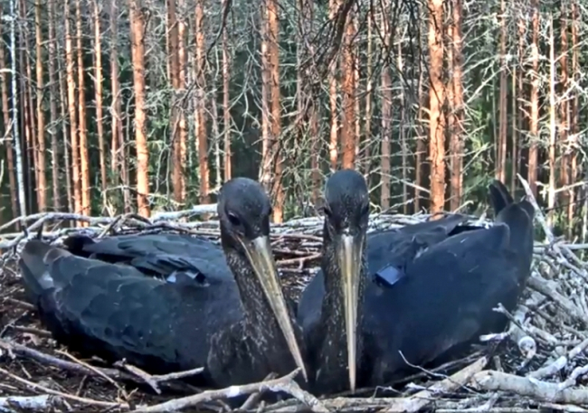 Black storks