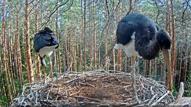 Ayer por la mañana estaban los pollos de cigüeña negra en el nido como siempre…