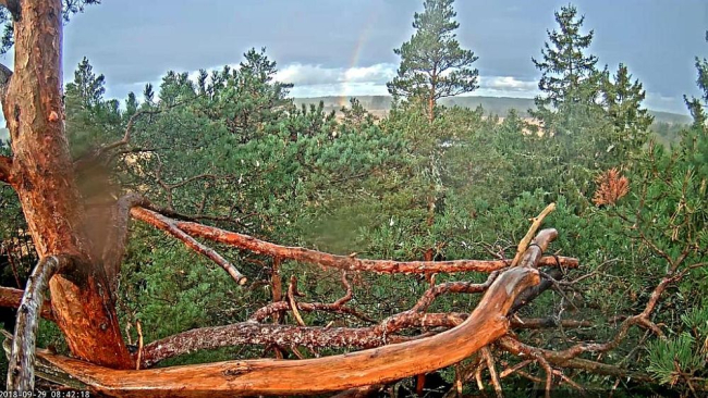White-tailed eagle pair Suvi and Sulev’s nest looked like this at the end of the season