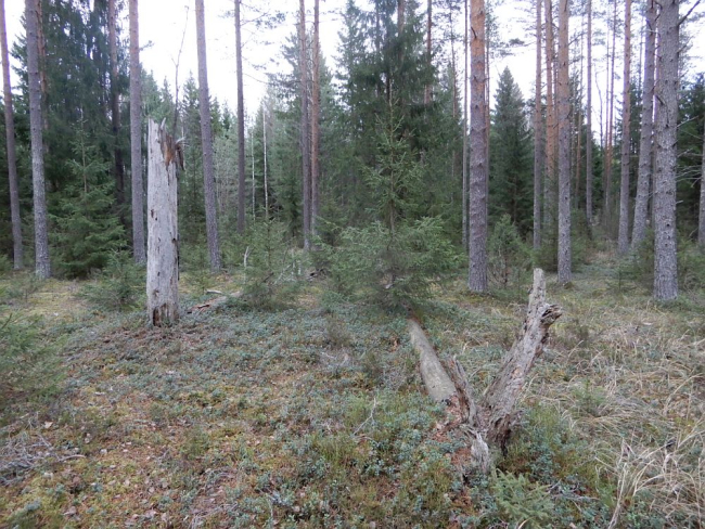 Palumännik  