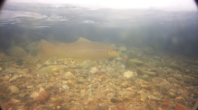 Spawning period ending