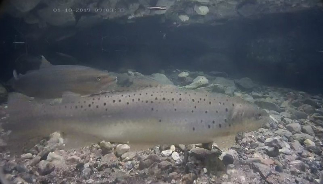 On the female fish in the foreground we can see marks of the spawning, a cavity on the body above the anal fin