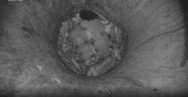 The chick hatched today is lowest down  in the image 
