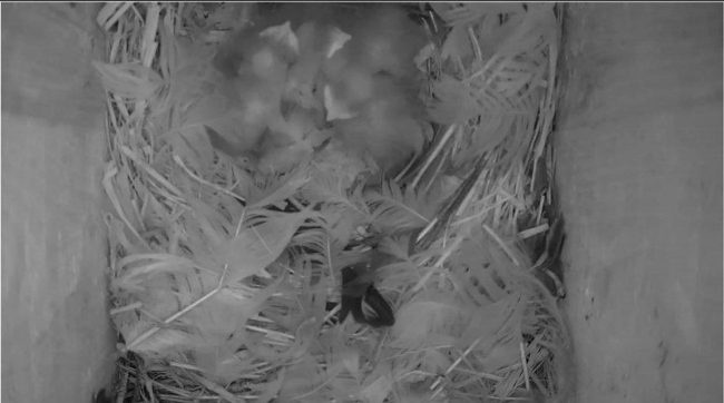 All starling chicks are hatched 