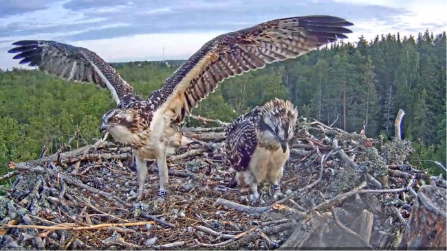 The young ospreys look good, with rings on their legs  …