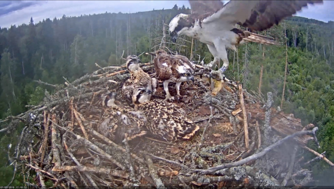 Photo of the whole osprey family…