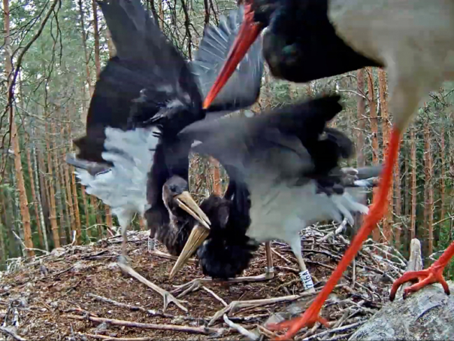 Mother Kati arrived at the nest; young storks waiting for food 