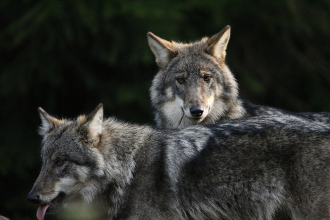 .The Environmental Board has confirmed a primary hunting number of 61 specimens for wolves