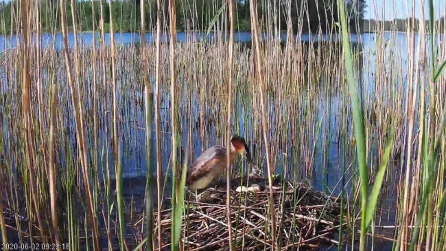 Juba hommikupoolikul ootas vanalind koorumist