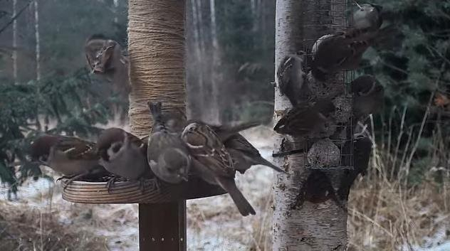 Tosin põldvarblast