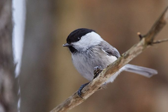 Põhjatihane - Parus montanus. Foto: Arne Ader, Loodusemees.ee