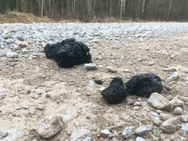 В местах, где обитают медведи, это на лесной дороге обычная картина