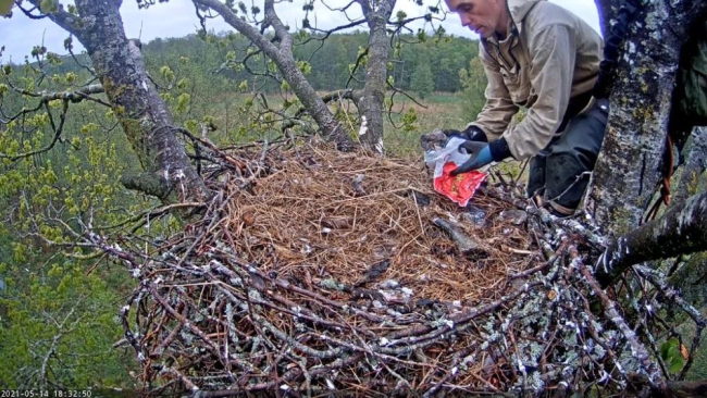 Gunnar Kotkaklubist võtab pesast kaasa nii hukkunud, kui toidujäänused ja suled