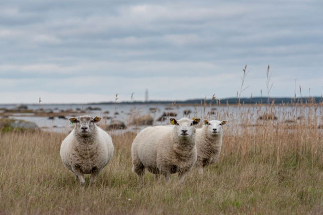 Pärandkooslusi hooldatakse põhiliselt karjatamisega.
