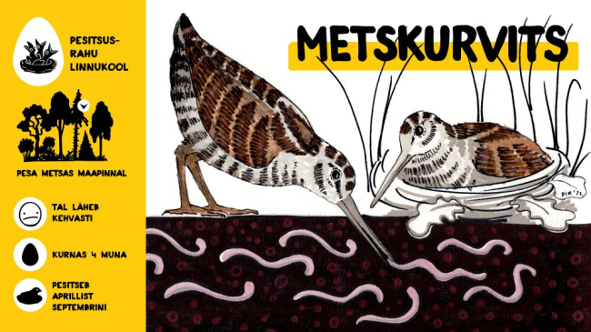 Metskurvits ehk nepp