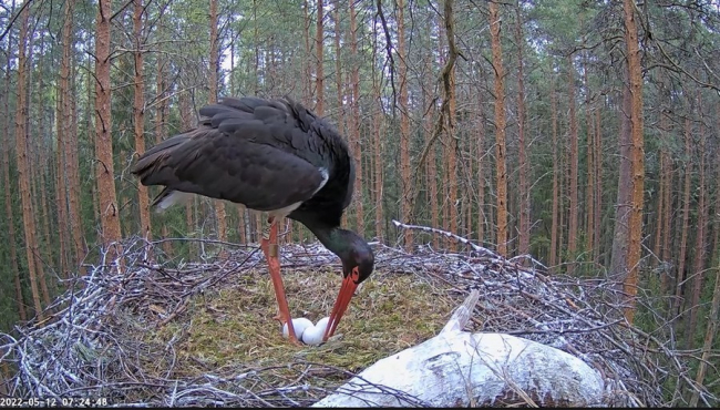 Isaslind Karl oli öösel pesal
