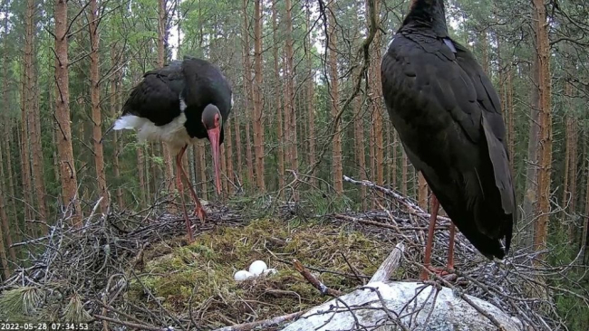 Emaslind Kaia veetis öö munadel ja ei raatsi isaslinnu saabudes pesalt lahkuda