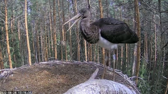 Hommikul kell pool seitse saabus pesale Waba (718W) ja veetis pesal aega kella veerand kaheni koos lähilendudega pesalt. Ei olnud kuulda õdesid-vendi ega toidutoojat isaslindu. Noorlind siirdus rändele.