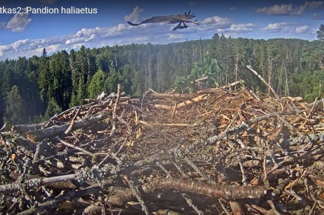 Isaslind Ivo toob pesale kala ja teavitab pesametsas olevaid kotkapoegi