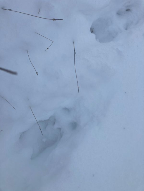 Põdra jäljerida