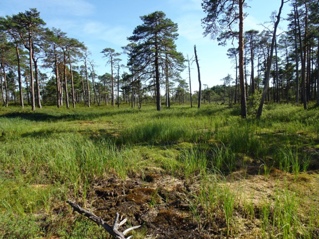Kaitsealade sihtkaitsevööndites säilib puutumatu ürgne loodus mis kutsub vaatama puhkajaid. Kuresoo on ürglooduse raamatu objekt (viide) Soomaa rahvuspargis. Pildil soovee neeluauk Leetva rabas