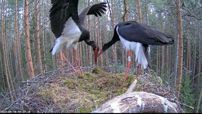 Kaia ei ole veel Karulasse jõudnud…