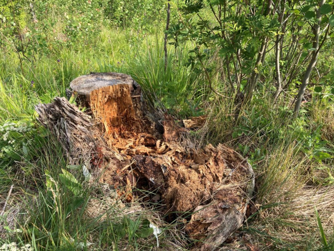 Karu lõhutud känd