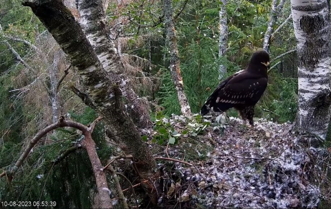 Öö veetis noorlind esimest korda väljaspool pesa