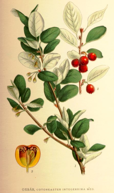 Harilik tuhkpuu