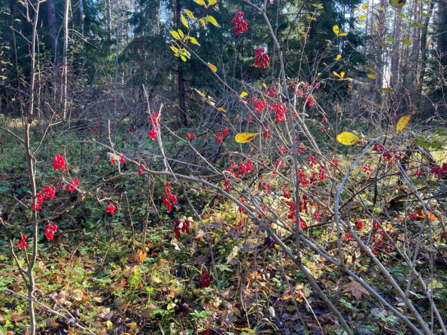 Kukerpuu