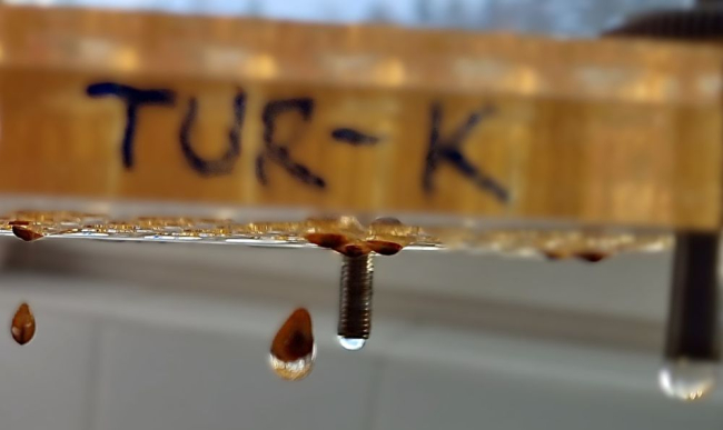 Pisikesed pärlikarbid ripuvad helmestena kasvatusplaadi küljes