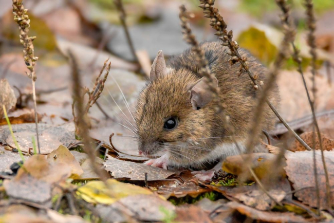 Kui korraks seisatasin märkasin puulehtede vahel minu poole lippavat kaelushiirt. Näriline peatus enne minuni jõudmist justkui tajudes vaatleja lähedal seismist