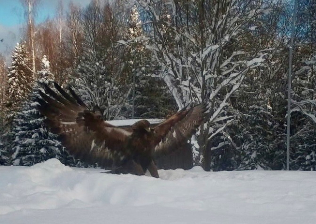 Kaljukotkas Alutagusel