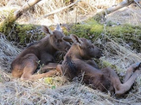 Paari-kolme päevased põdravasikad, kelle lähedusest pildistaja kiirelt eemaldus