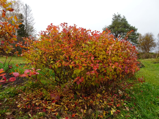 Kultuurmustika lehed on sügisel värvilised