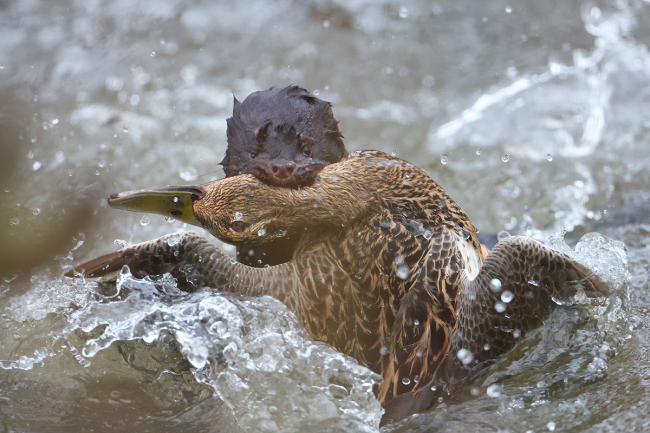 Loomafotode peaauhind: Remo Savisaar, "Aasta saak": mink on saanud kätte emase sinikael-pardi.