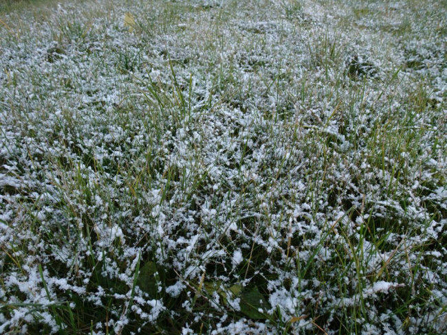Reedene lumekirme murul